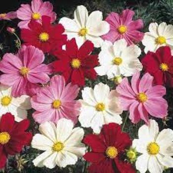 Cosmos Mix Winter Flower seeds - Image 3