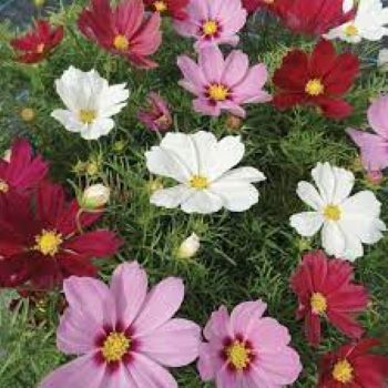 Cosmos Mix Winter Flower seeds - Image 2