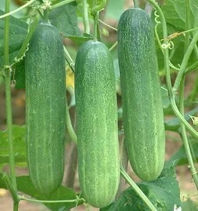 Cucumber (Khera) Seeds - Image 3