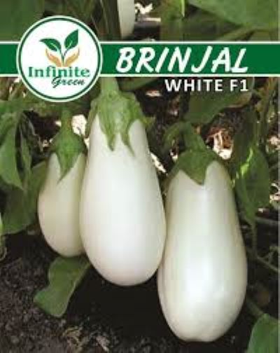 White Eggplant Brinjal F1 Hybrid Seeds