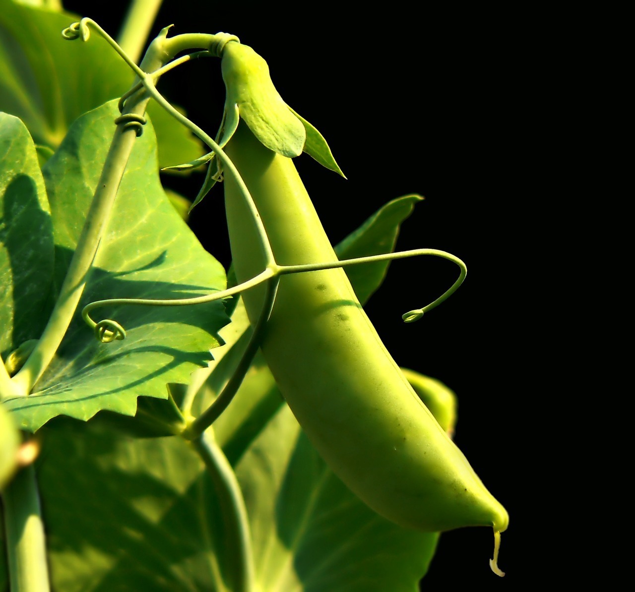 sweet pea, garden, sweet, pea, plant, nature, botanical, green, botany, leaf, fresh, gardening, growing, stem, outdoor, grow, vegetable, cultivated, green vegetables, sweet pea, pea, pea, pea, pea, pea
