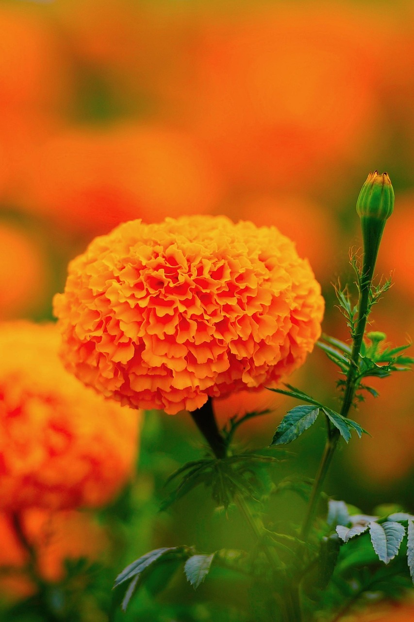 orange marigold, wang nam kiew, thailand