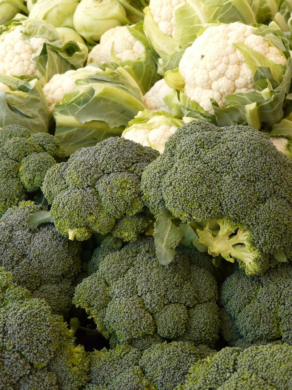 broccoli, cauliflower, vegetables, food, green, vitamins, healthy, meal, broccoli, broccoli, broccoli, broccoli, broccoli, cauliflower, cauliflower, cauliflower, cauliflower