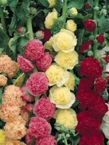 Hollyhock Double Mix Winter Flower Seeds - Image 4