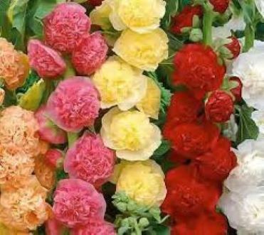 Hollyhock Double Mix Winter Flower Seeds - Image 2