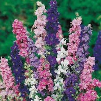 Larkspur Mix Winter Flower Seeds - Image 4