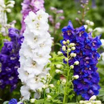 Larkspur Mix Winter Flower Seeds - Image 3