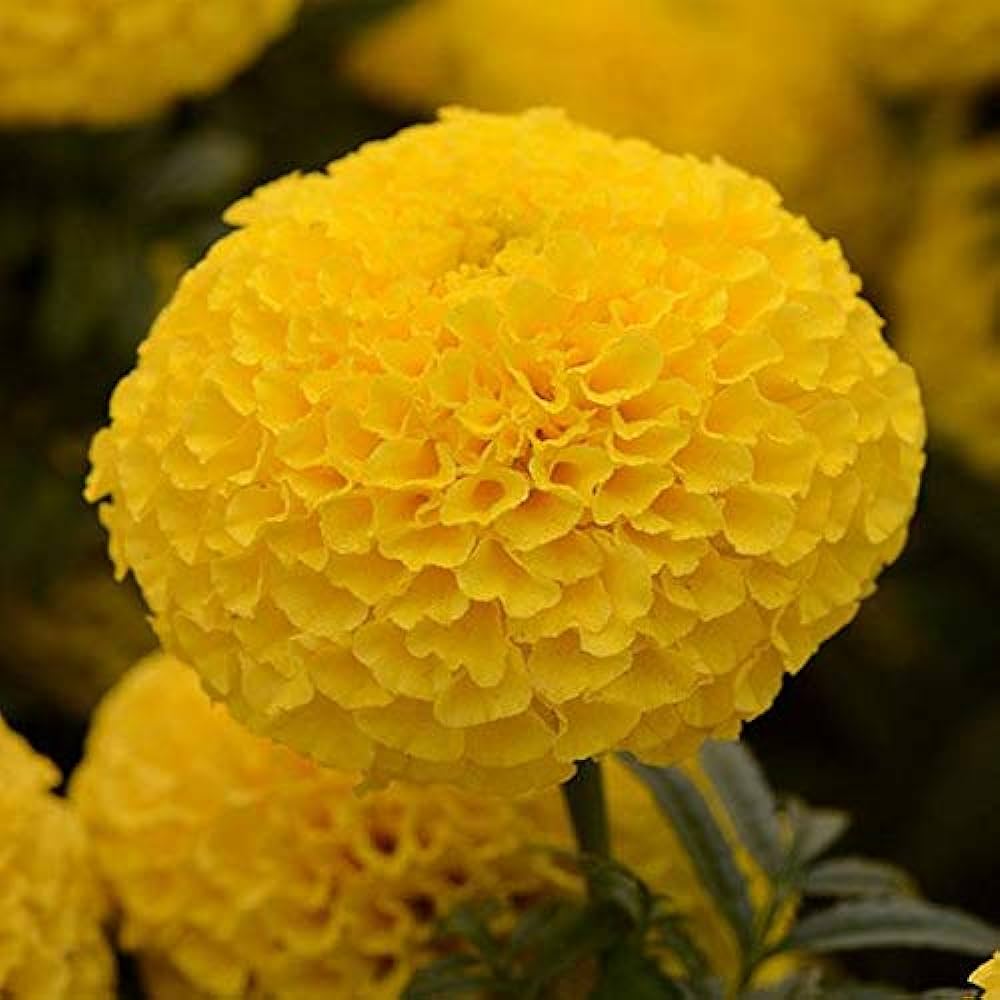 Marigold Dwarf Golden F-1 Hybrid Flower seeds - Image 3