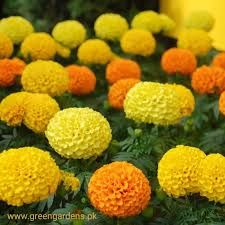 Marigold mix flower seeds - Image 3