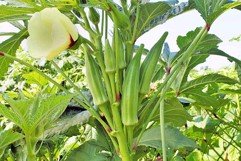 Okra F1 Hybrid (Bhindi, بھنڈی) – Summer Vegetable Seeds (40+ Seeds) - Image 2