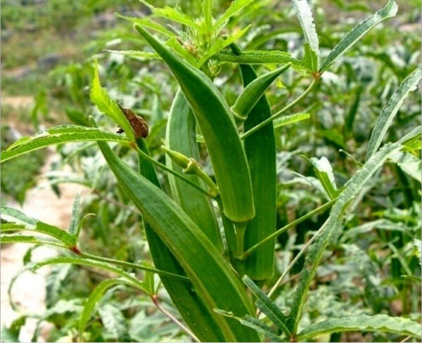 Okra F1 Hybrid (Bhindi, بھنڈی) – Summer Vegetable Seeds (40+ Seeds) - Image 3