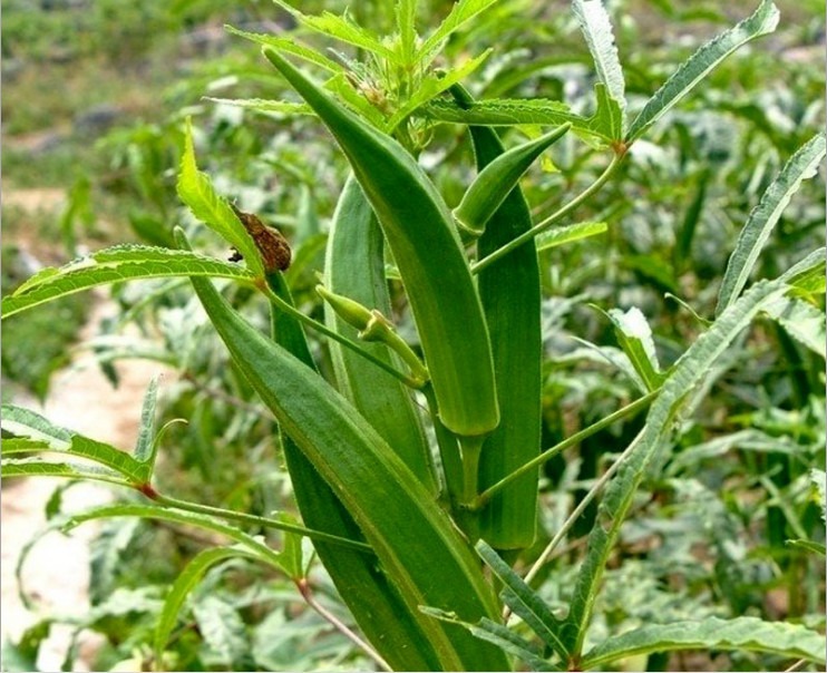 Okra F1 Hybrid (Bhindi, بھنڈی) – Summer Vegetable Seeds (40+ Seeds) - Image 3
