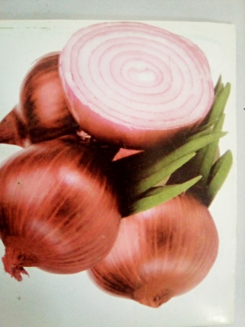ONION SWAT ONE SEEDS TOP QUALITY SEEDS - Image 4