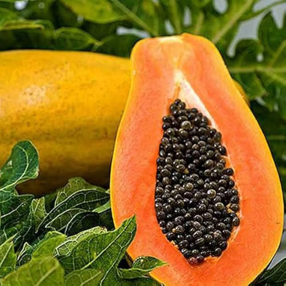 PAPAYA Fruits Seeds Pack 100% Germination - Image 4