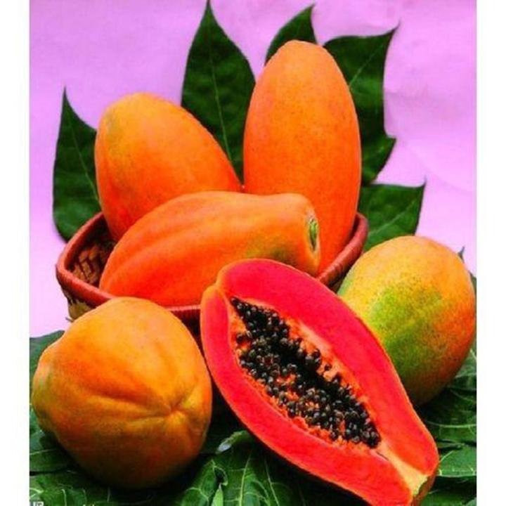 PAPAYA Fruits Seeds Pack 100% Germination - Image 3