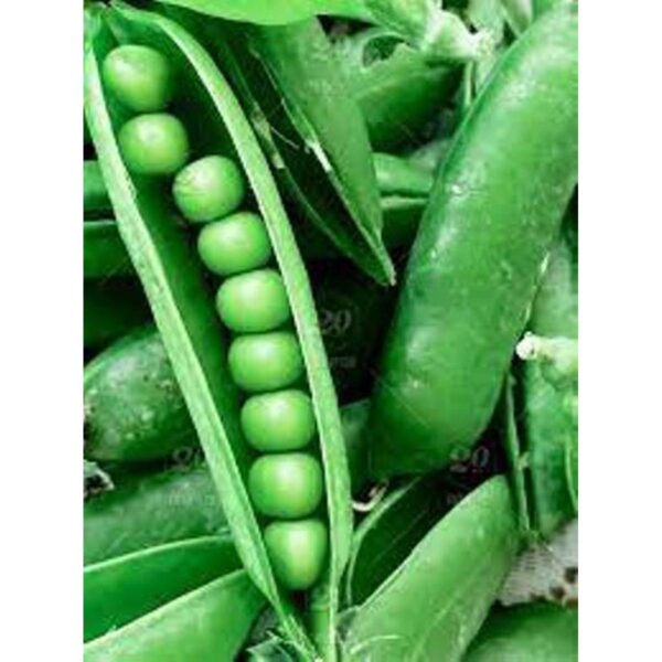 Peas Winter Vegetable Seeds - Image 2