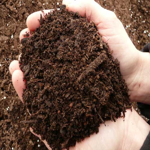Peat Moss 1 Kg – Imported Black Gold for Seedling & Potting Mix - Image 3