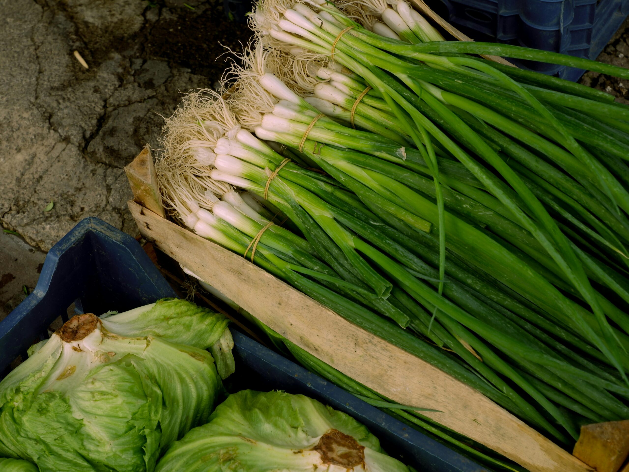 Bunches of green onions and cabbages in crates at a market. High-angle view.