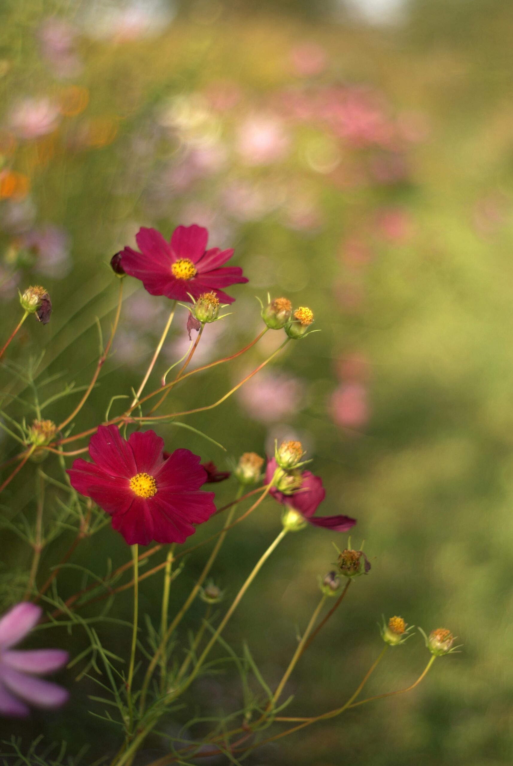 Beautiful cosmos flowers blooming in a lush green meadow with soft focus background.