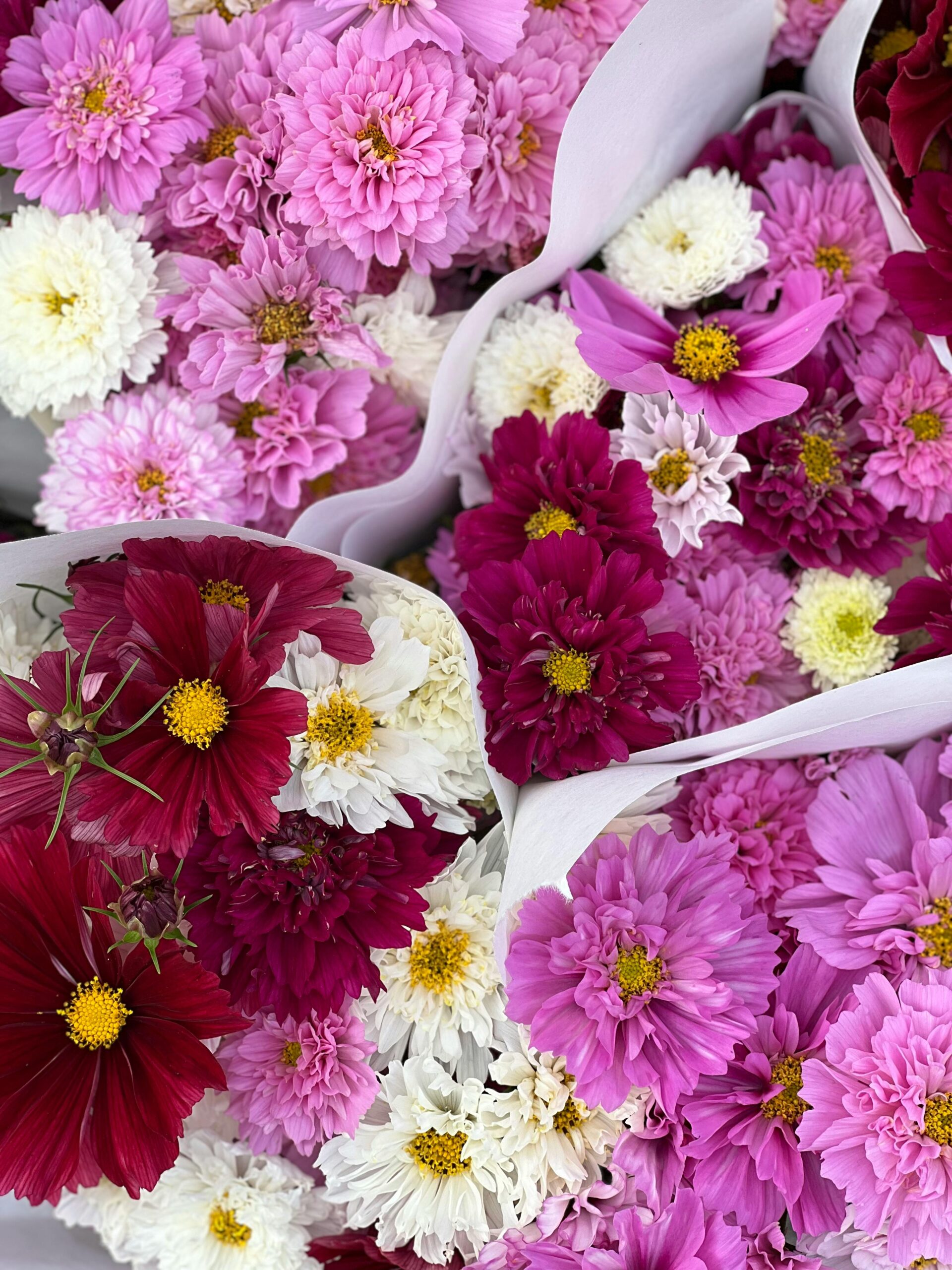 Beautiful cluster of mixed vibrant flowers including pink, white, and red varieties, offering a visual feast of petals.