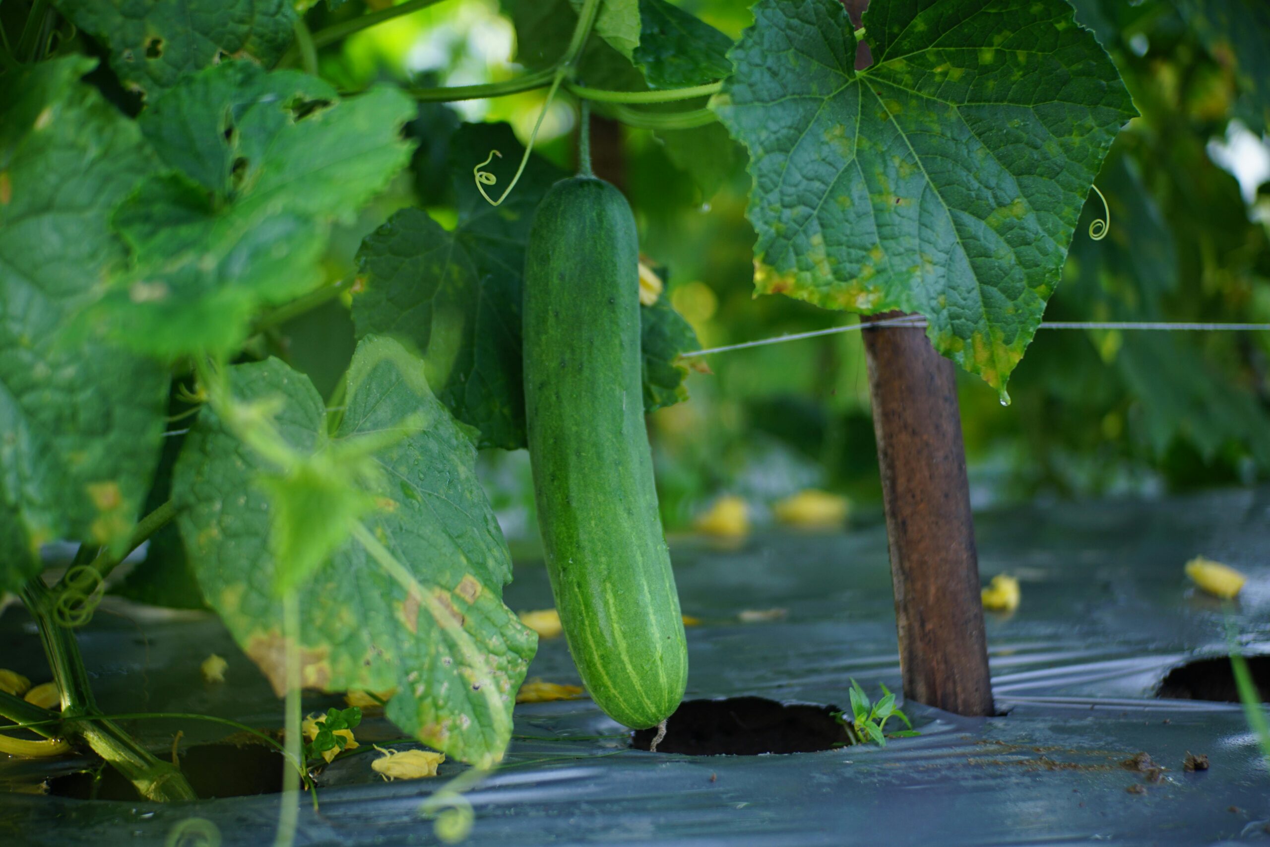 Close-up of a ripe cucumber hanging on the vine in a lush greenhouse setting.