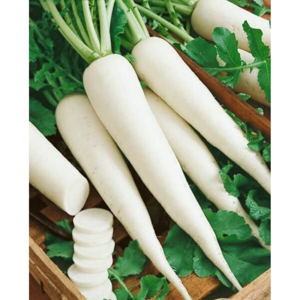 WHITE RADISH WINTER VEGETABLE SEEDS 100 PLUS SEEDS - Image 2