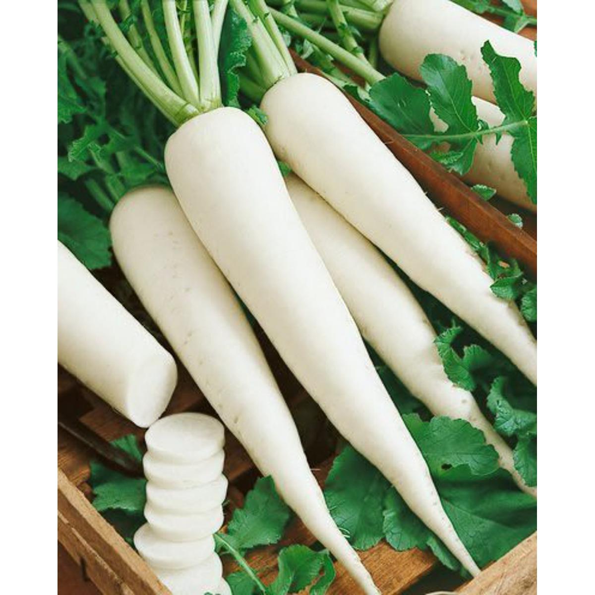 WHITE RADISH WINTER VEGETABLE SEEDS 100 PLUS SEEDS - Image 2