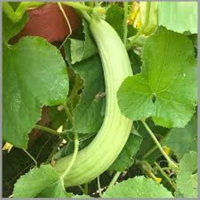 Tar / Kakri Armenian Cucumber Seeds - Kitchen Gardening Vegetable Seeds - Image 4