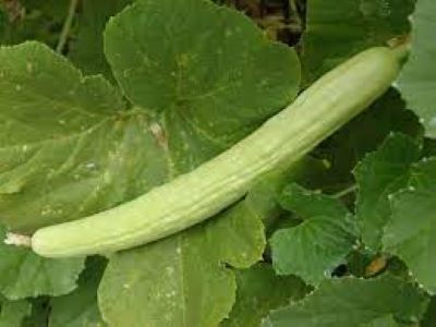 Tar / Kakri Armenian Cucumber Seeds - Kitchen Gardening Vegetable Seeds - Image 3