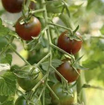 Cherry Tomato Chocolate F1 Hybrid Seeds - Image 2