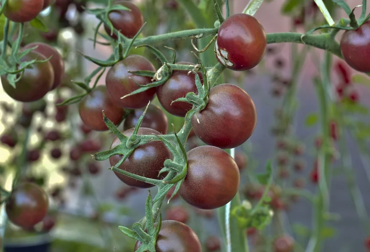 Cherry Tomato Chocolate F1 Hybrid Seeds - Image 3