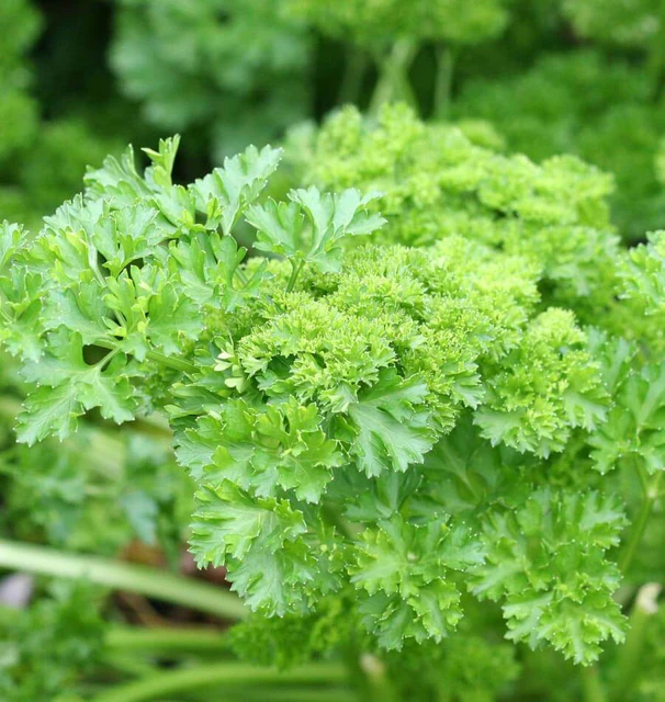 Parsley Herb Seeds – Fresh Kitchen Garden - Image 5