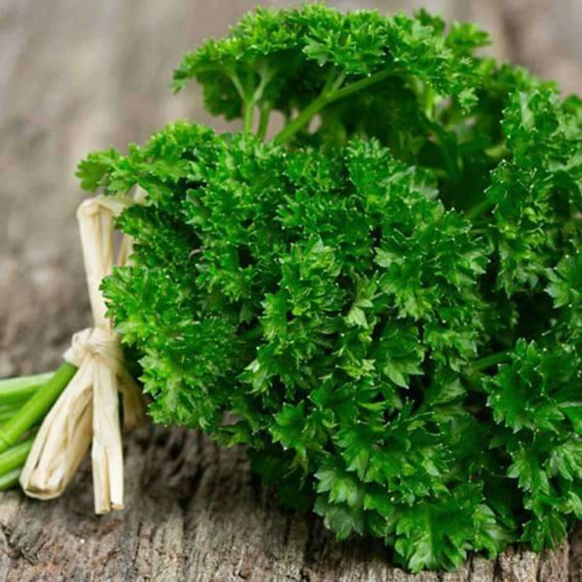 Parsley Herb Seeds – Fresh Kitchen Garden - Image 4