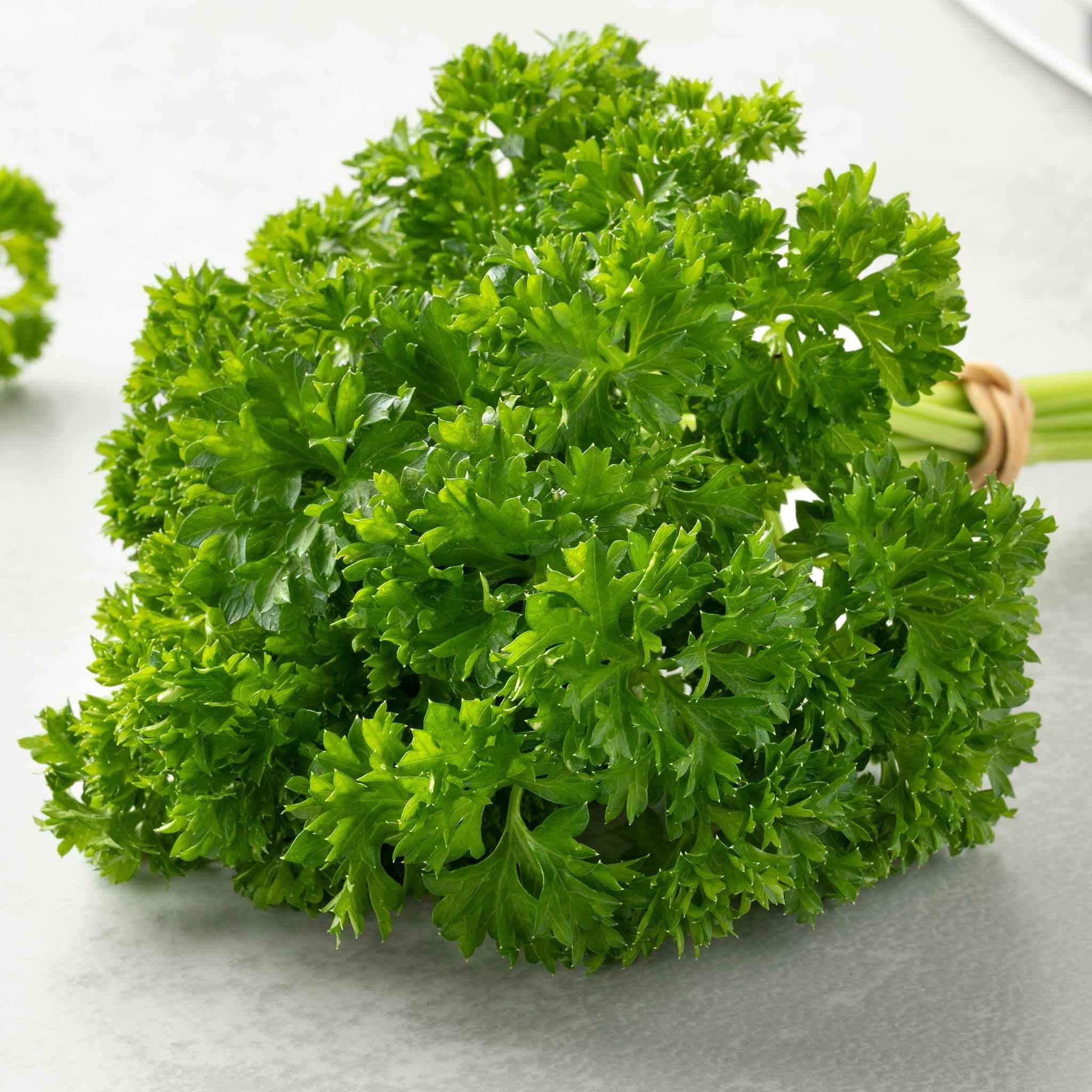 Parsley Herb Seeds – Fresh Kitchen Garden - Image 2