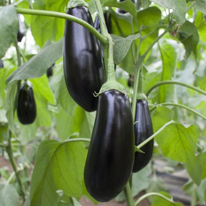 Brinjal Long (Eggplant) Desi Summer Vegetable Seeds - Image 3