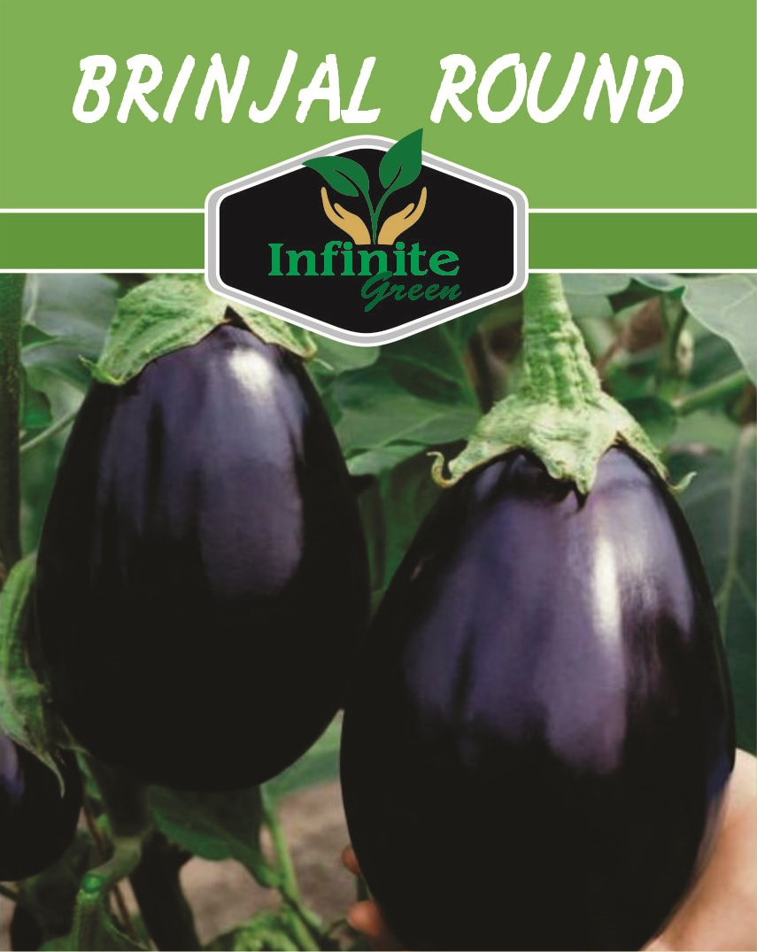 Round Brinjal (Eggplant) Desi Summer Vegetable Seeds 1 Round brinjal Eggplant summer vegetable seeds