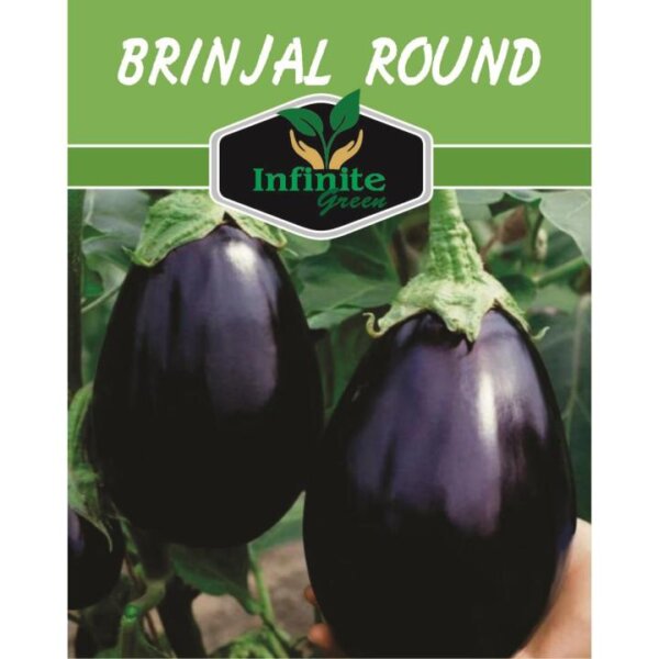 Round Brinjal (Eggplant) Desi Summer Vegetable Seeds