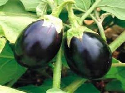 Round Brinjal (Eggplant) Desi Summer Vegetable Seeds - Image 4