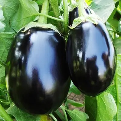 Round Brinjal (Eggplant) Desi Summer Vegetable Seeds - Image 3