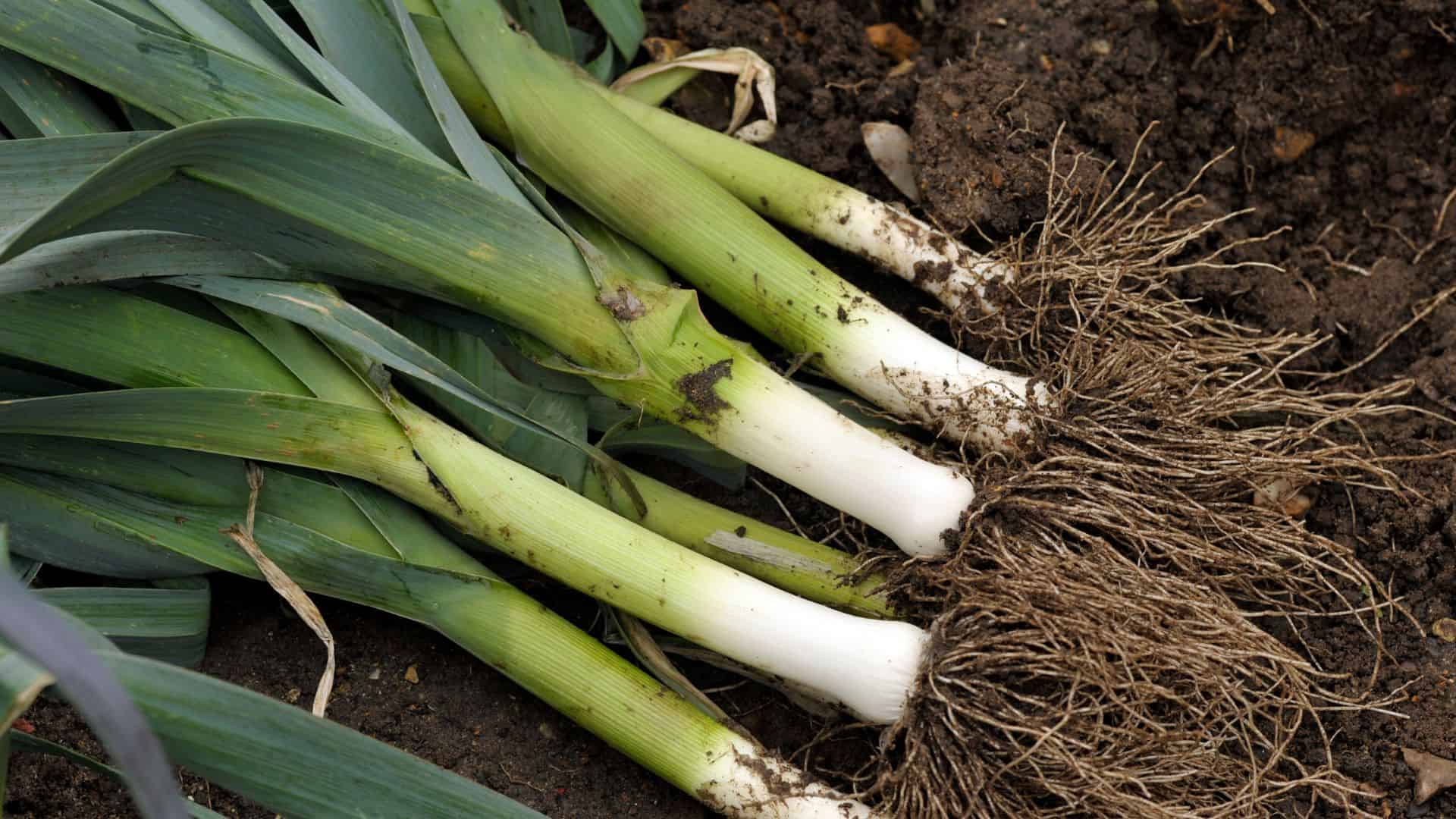 Leek Herb Seeds – Premium Vegetable Seeds for Kitchen Gardening - Image 3