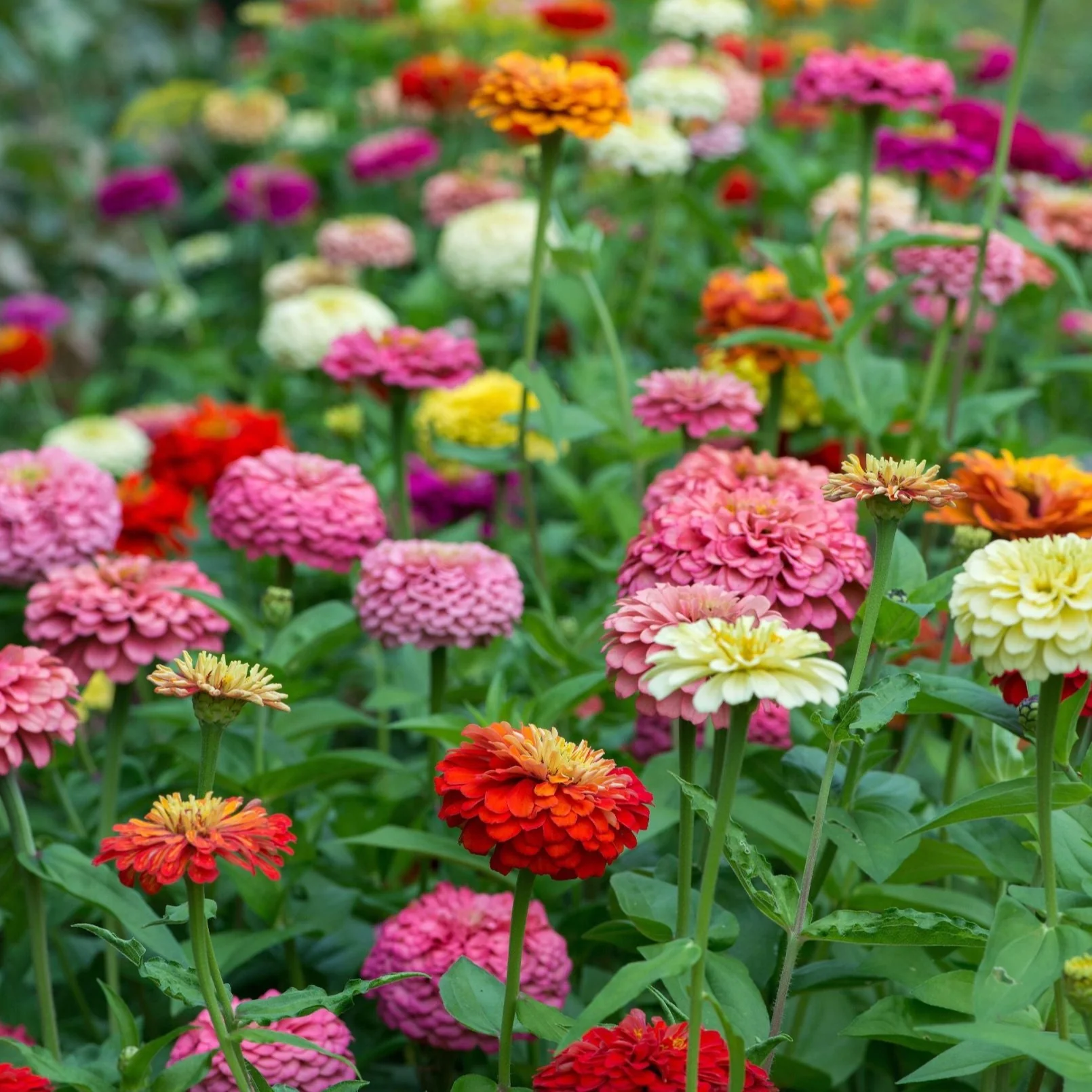 Zinnia Mix Summer Flower Seeds | Bright Blooming Annuals