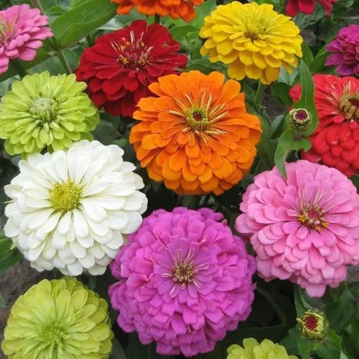 Zinnia Mix Summer Flower Seeds | Bright Blooming Annuals-2