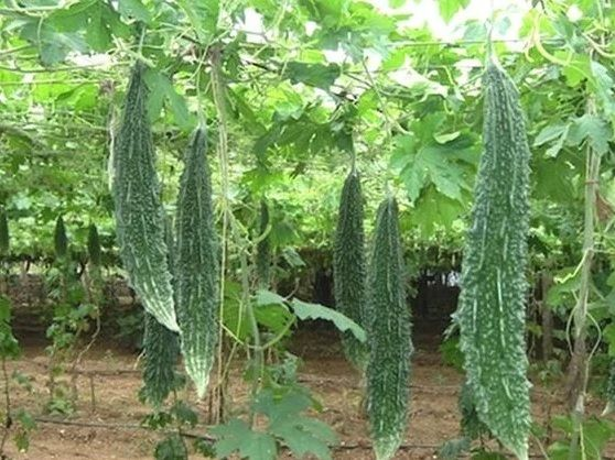 Bitter Gourd (Karela) — Desi Summer Vegetable 10+ Premium F1 Hybrid Seeds Best Quality Result Imported Seeds with 95% Germination Rate Perfect for Home Gardening & Organic Farming🌱 Sowing Time: Start from February 15 onwards for best results Bitter Gourd — also called bitter melon or balsam pear — is nature’s superfood with a distinct bitter taste and endless health benefits. Rich in antioxidants and flavonoids, it helps boost immunity and supports overall wellness. Sow fr 3 Bitter Gourd (Karela) — Desi Summer Vegetable 10+ Premium F1 Hybrid Seeds Best Quality Result Imported Seeds with 95% Germination Rate Perfect for Home Gardening & Organic Farming🌱 Sowing Time: Start from February 15 onwards for best results Bitter Gourd — also called bitter melon or balsam pear — is nature’s superfood with a distinct bitter taste and endless health benefits. Rich in antioxidants and flavonoids, it helps boost immunity and supports overall wellness. Sow fr - Image 3