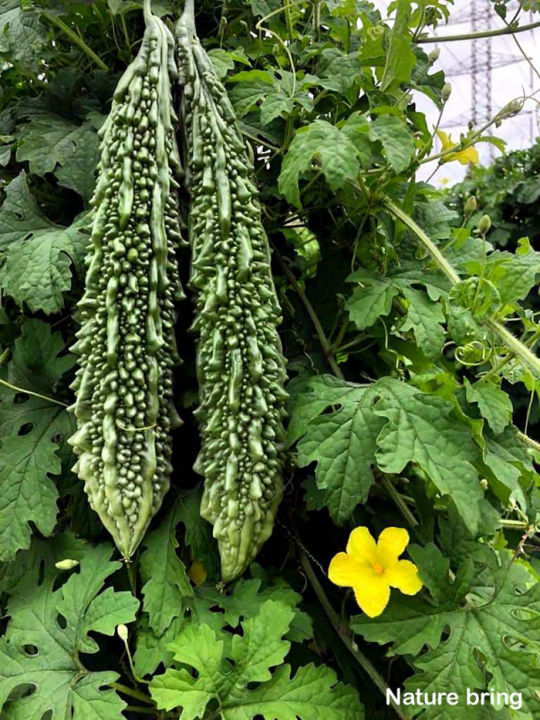 Bitter Gourd (Karela) — Desi Summer Vegetable 10+ Premium F1 Hybrid Seeds Best Quality Result Imported Seeds with 95% Germination Rate Perfect for Home Gardening & Organic Farming🌱 Sowing Time: Start from February 15 onwards for best results Bitter Gourd — also called bitter melon or balsam pear — is nature’s superfood with a distinct bitter taste and endless health benefits. Rich in antioxidants and flavonoids, it helps boost immunity and supports overall wellness. Sow fr 2 Bitter Gourd (Karela) — Desi Summer Vegetable 10+ Premium F1 Hybrid Seeds Best Quality Result Imported Seeds with 95% Germination Rate Perfect for Home Gardening & Organic Farming🌱 Sowing Time: Start from February 15 onwards for best results Bitter Gourd — also called bitter melon or balsam pear — is nature’s superfood with a distinct bitter taste and endless health benefits. Rich in antioxidants and flavonoids, it helps boost immunity and supports overall wellness. Sow fr - Image 2