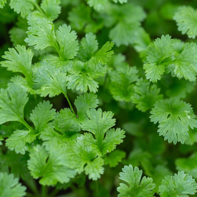 Coriander F1 Hybrid Seeds Dhaniya High Yield Pakistan
