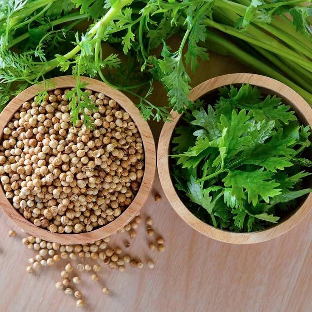 Coriander F1 Hybrid Seeds (Dhaniya) – High Yield, Fresh & Aromatic – Best for Kitchen Gardens - Image 2