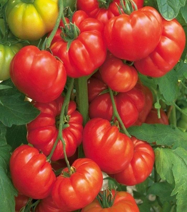 Fresh Juicy Brandywine Beef Tomatoes