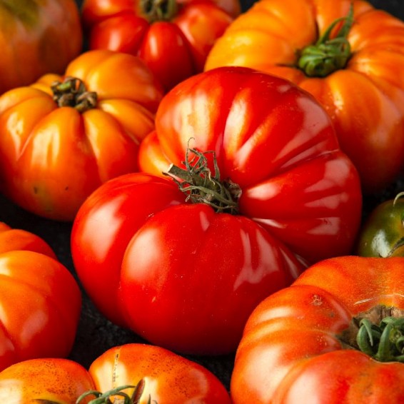 Brandywine Tomato Plants in Pots and Raised Beds