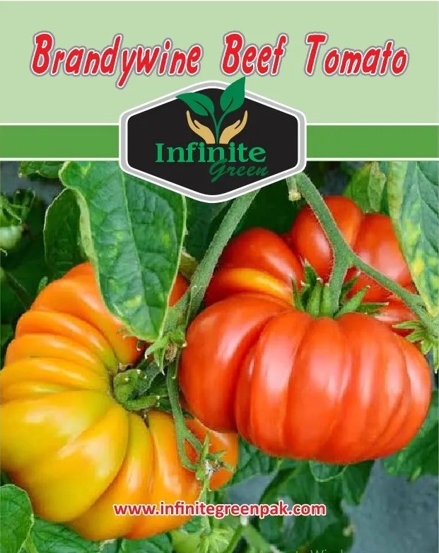 Brandywine Beef Tomato Seeds Pack 30+ High Yield