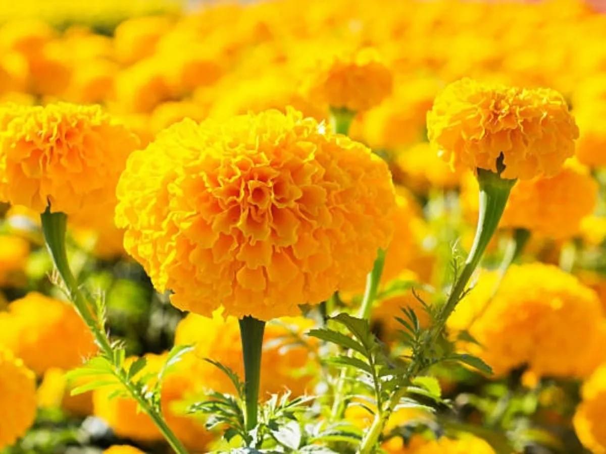 Marigold Dwarf Golden F-1 Hybrid Flower seeds - Image 2